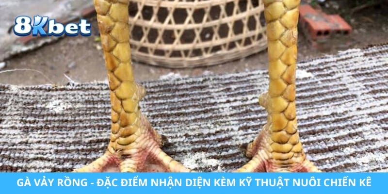 Gà Vảy Rồng - Đặc Điểm Nhận Diện Kèm Kỹ Thuật Nuôi Chiến Kê
