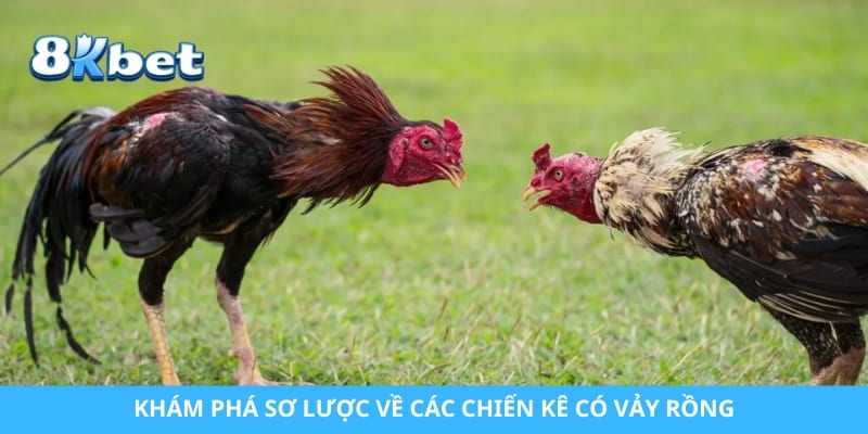 Khám phá sơ lược về các chiến kê có vảy rồng
