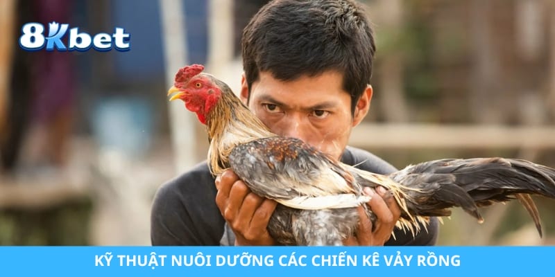 Kỹ thuật nuôi dưỡng các chiến kê vảy rồng